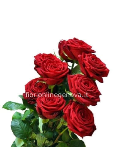 rose rosse