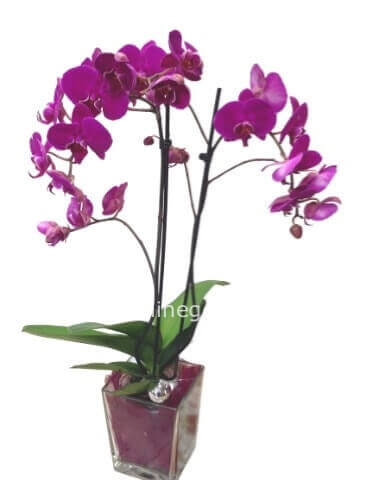 Pianta di phaleonopsis a3 steli
